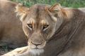 Photo <strong>Afrique du sud et Namibie</strong>