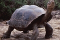 Photo Îles Galapagos et Equateur