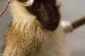 Photo Faune et déserts de <strong> Namibie</strong>